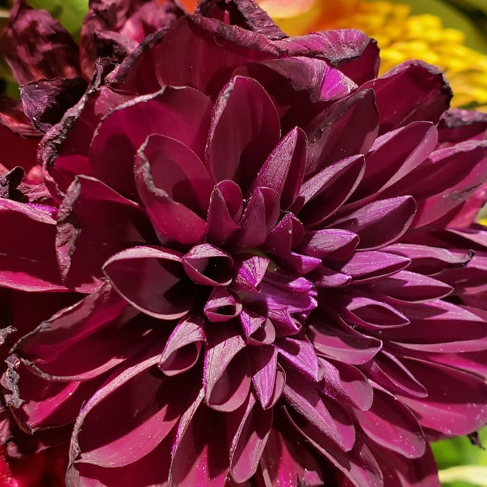 Meet your Posher, Jennifer